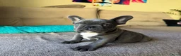 French Bulldog dogs for sale: Blue Merle Fluffy French Bulldog Puppies Ready Now in Bristol - Advert 3