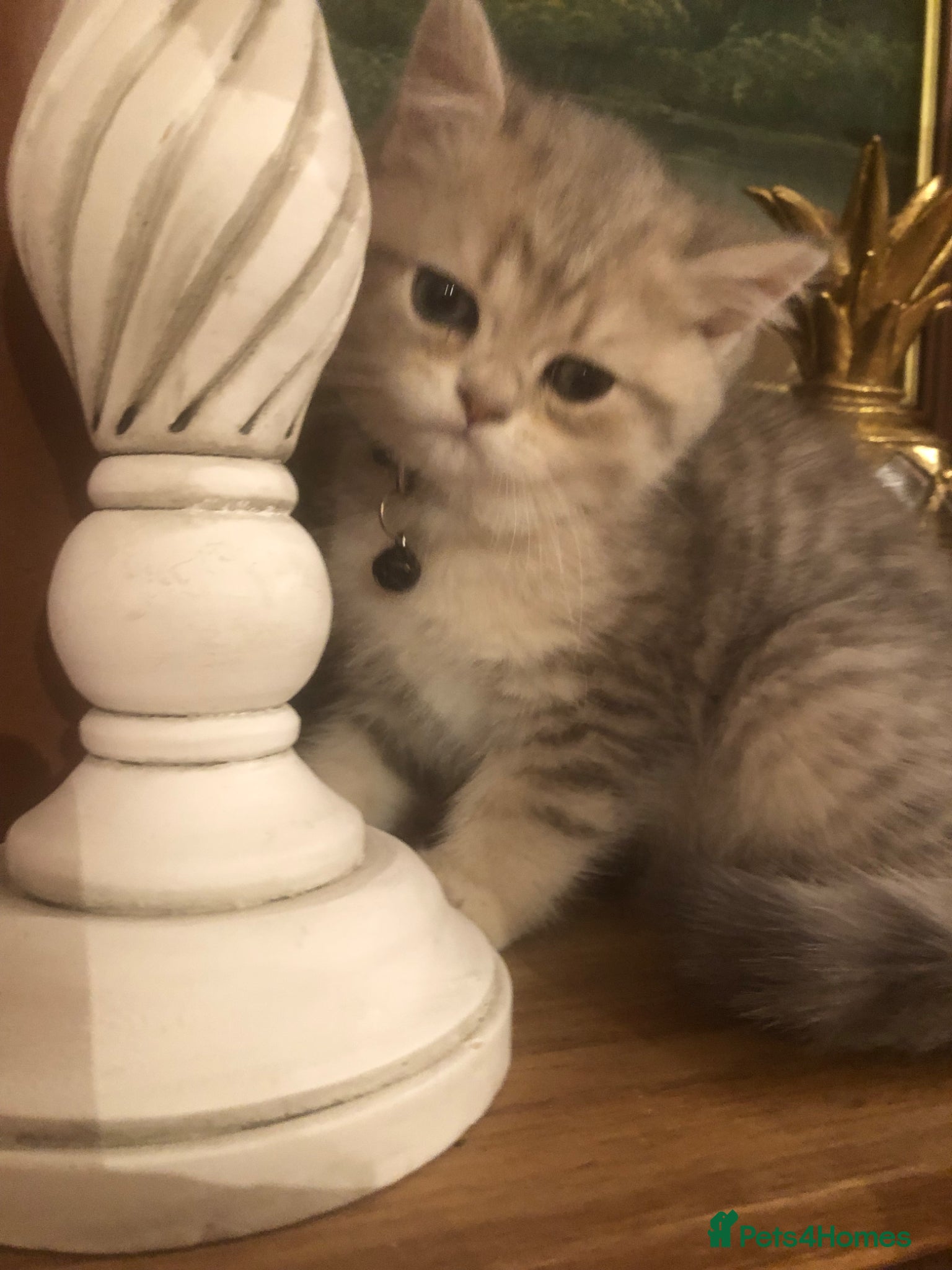 British Shorthair cats British shorthair kittens  - Advert 3