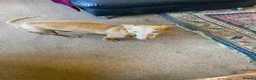 Portuguese Podengo dogs for sale: Male PODENCHO - Advert 2