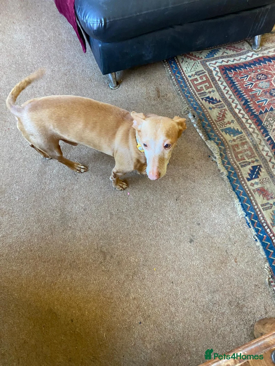Portuguese Podengo dogs for sale: Male PODENCHO - Advert 2