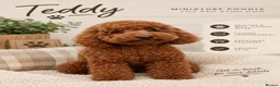 Miniature Poodle dogs for stud: Miniature Poodle stud dog fox red. - Advert 1