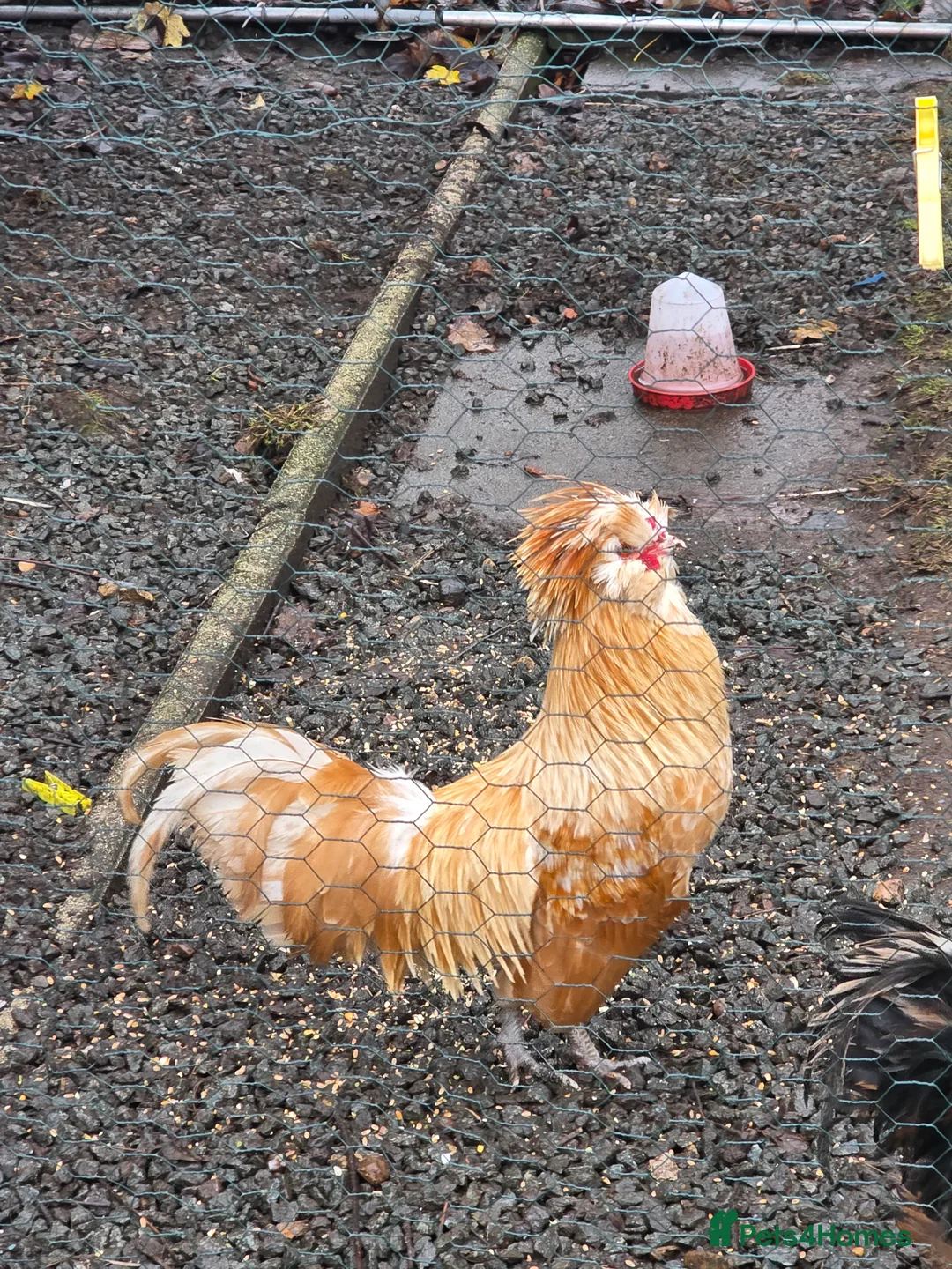 Chickens poultry for sale: Polish Chickens - Advert 3