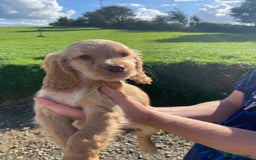 Cocker Spaniel dogs for sale: Cocker spaniel  - Image 6