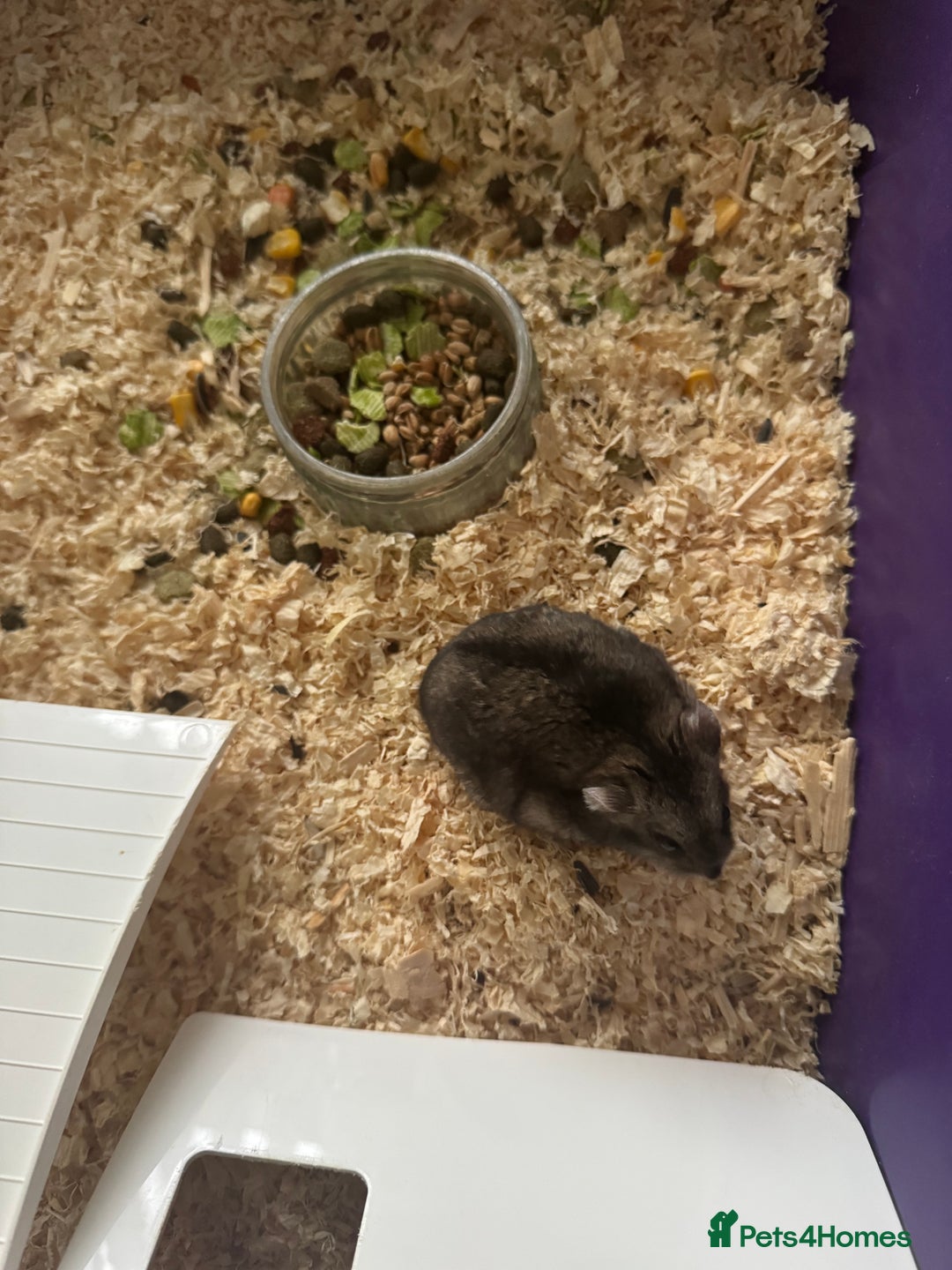 Hamster rodents for sale: Free  - Advert 2