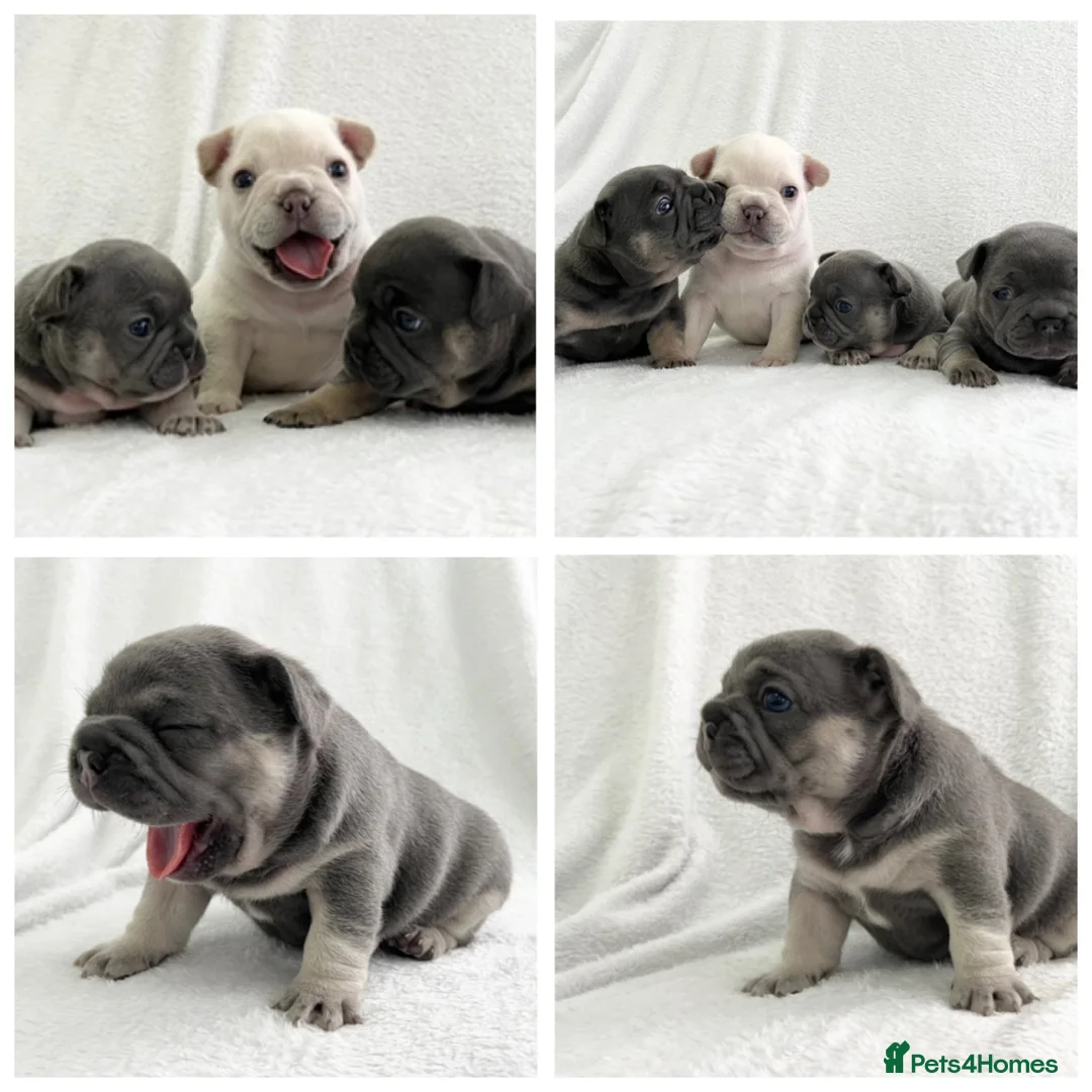French Bulldog dogs for stud: 💥SILVER HEALTH TESTED💥 FLUFFY L4 CARRIER in Wishaw - Advert 3