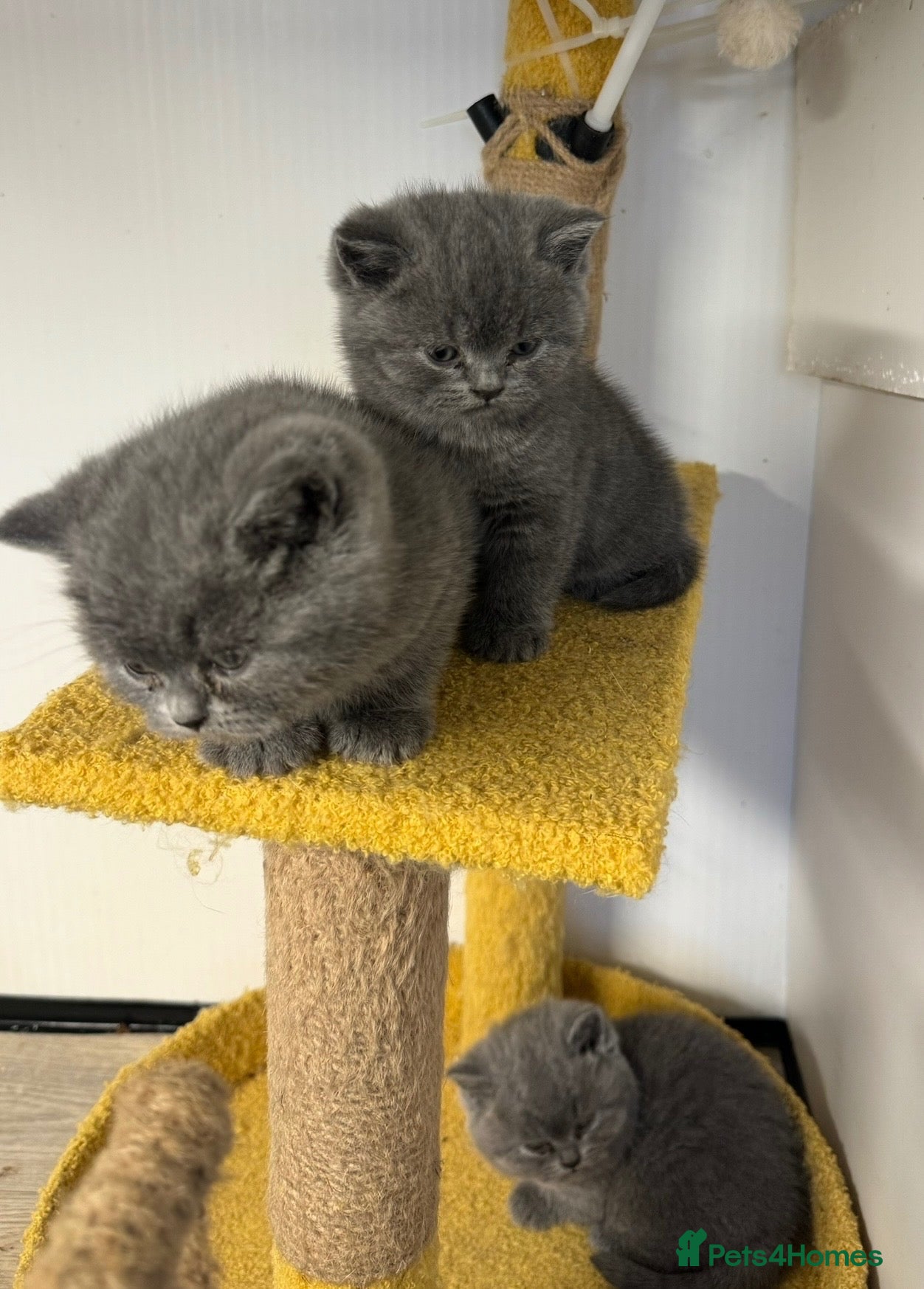 British Shorthair cats Stunning British shorthair kittens - Advert 3