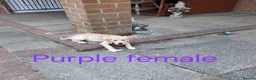 Golden Retriever dogs for sale: Beautiful golden retrivers - Advert 17
