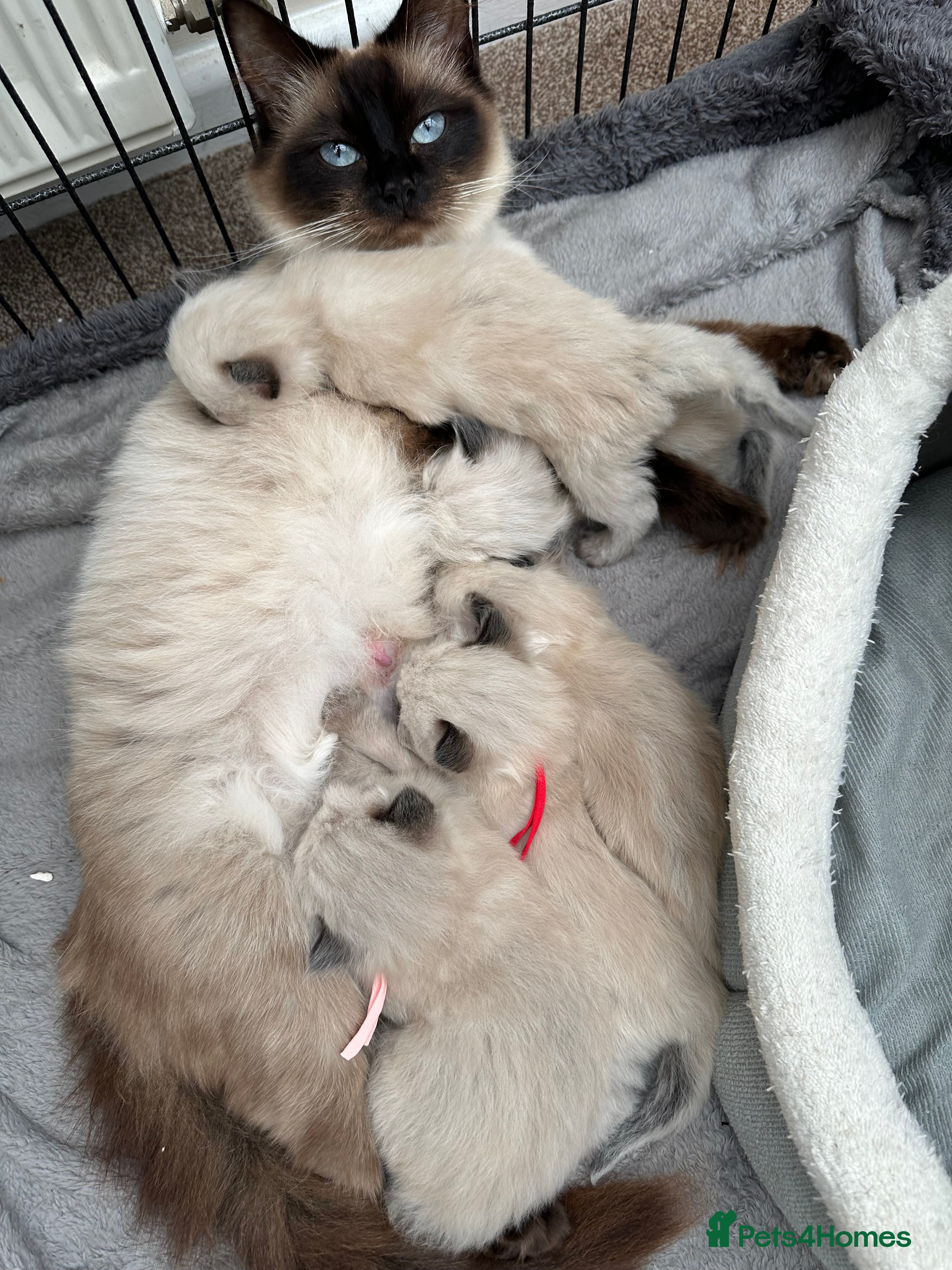 Ragdoll cats 3 stunning chunky ragdoll girls  - Advert 16