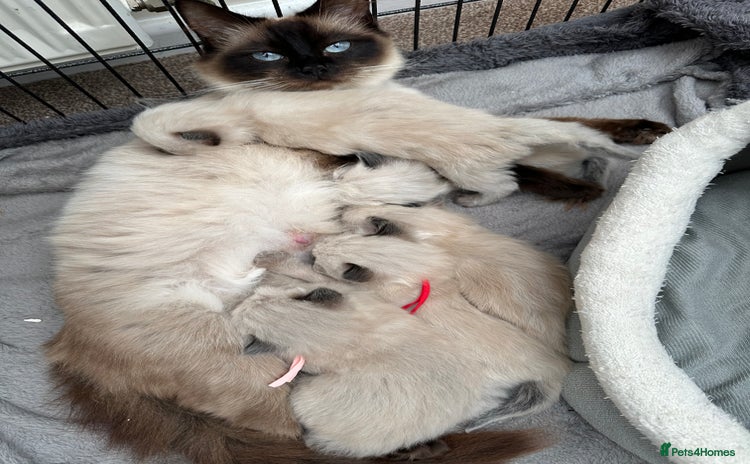 Ragdoll cats 3 stunning chunky ragdoll girls  - Advert 1