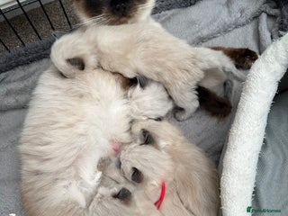 Ragdoll cats 3 stunning chunky ragdoll girls - Advert 3