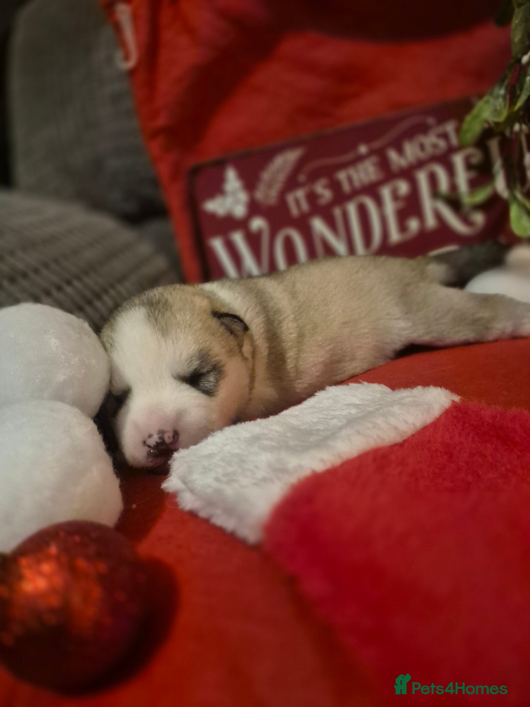 Alaskan Malamute dogs for sale: Beautiful husky malmute puppies - Advert 14