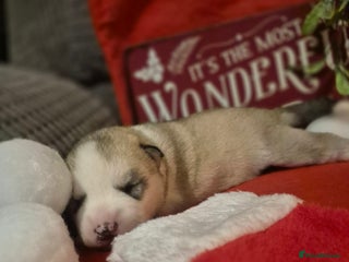 Alaskan Malamute dogs Beautiful husky malmute puppies - Advert 20