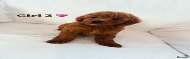 Girl 2