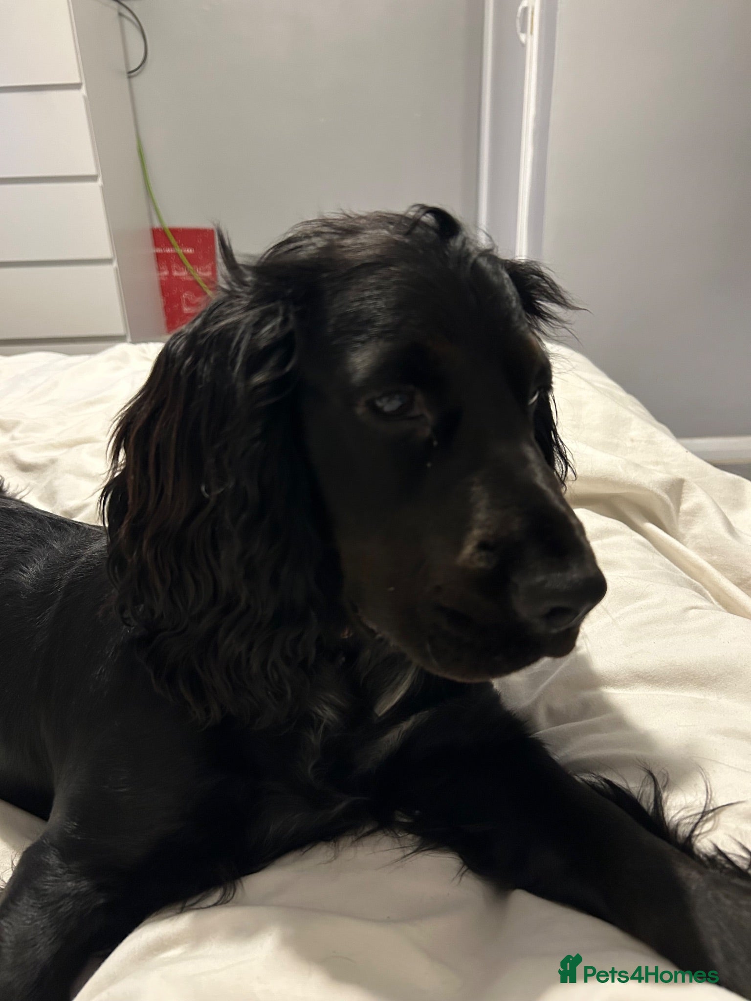 Sprocker dogs Gorgeous Sprocker Puppies - Advert 2