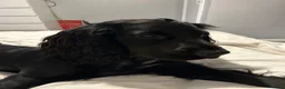 Sprocker dogs for sale: Gorgeous Sprocker Puppies - Advert 1