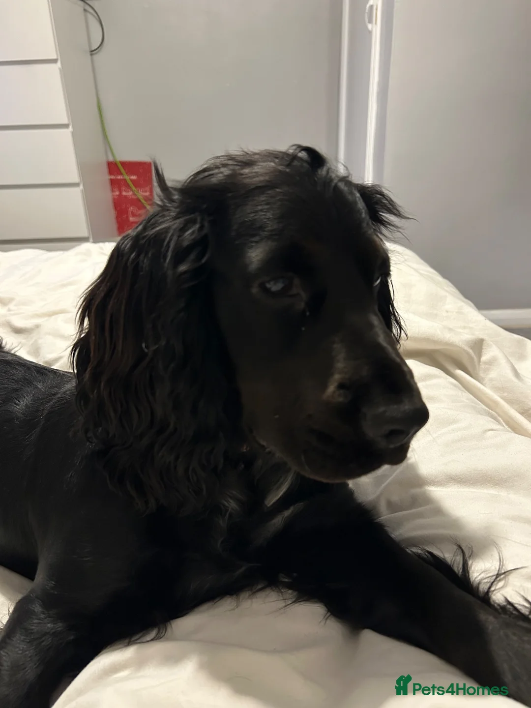 Sprocker dogs for sale: Gorgeous Sprocker Puppies - Advert 1