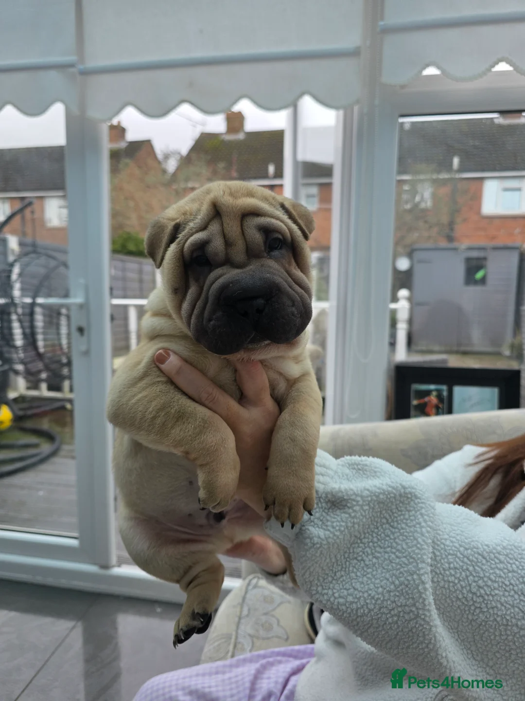 Shar Pei dogs for sale: Shar pei puppies in Walsall - Advert 10