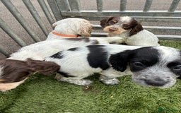 Cocker Spaniel dogs for sale: Working cocker spainel puppies  - Advert 18
