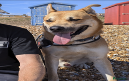 Mixed Breed dogs for sale: Odin. Sweet and beautiful crossbreed boy - Image 10