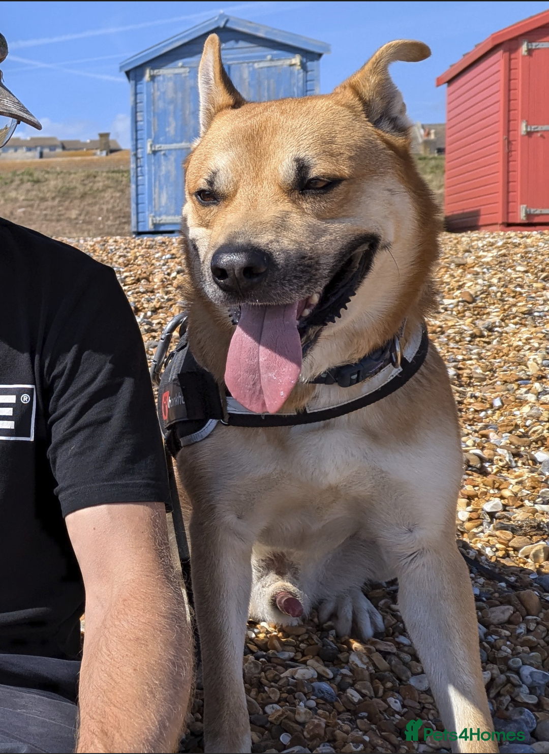 Mixed Breed dogs for sale: Odin. Sweet and beautiful crossbreed boy - Image 10