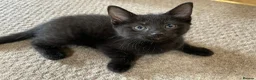 Mixed Breed cats for sale: 6 x beautiful kittens looking for their new home - Advert 5