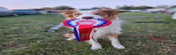 Border Collie dogs for stud: Stunning Blue Eyed Red Merle BorderCollie for Stud - Advert 14