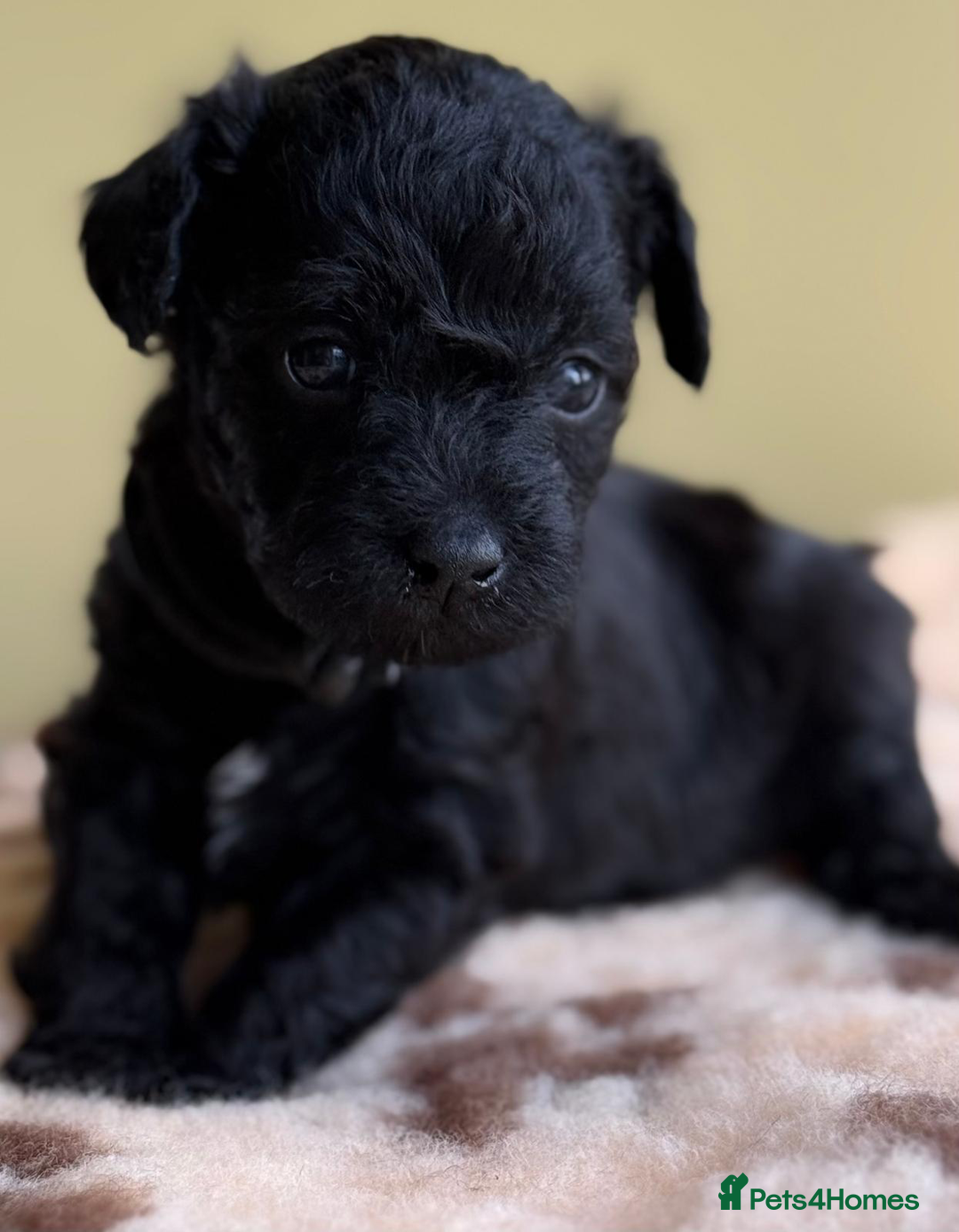 Schnoodle dogs for sale: Exceptional Miniature Schnoodle Puppies - Advert 9