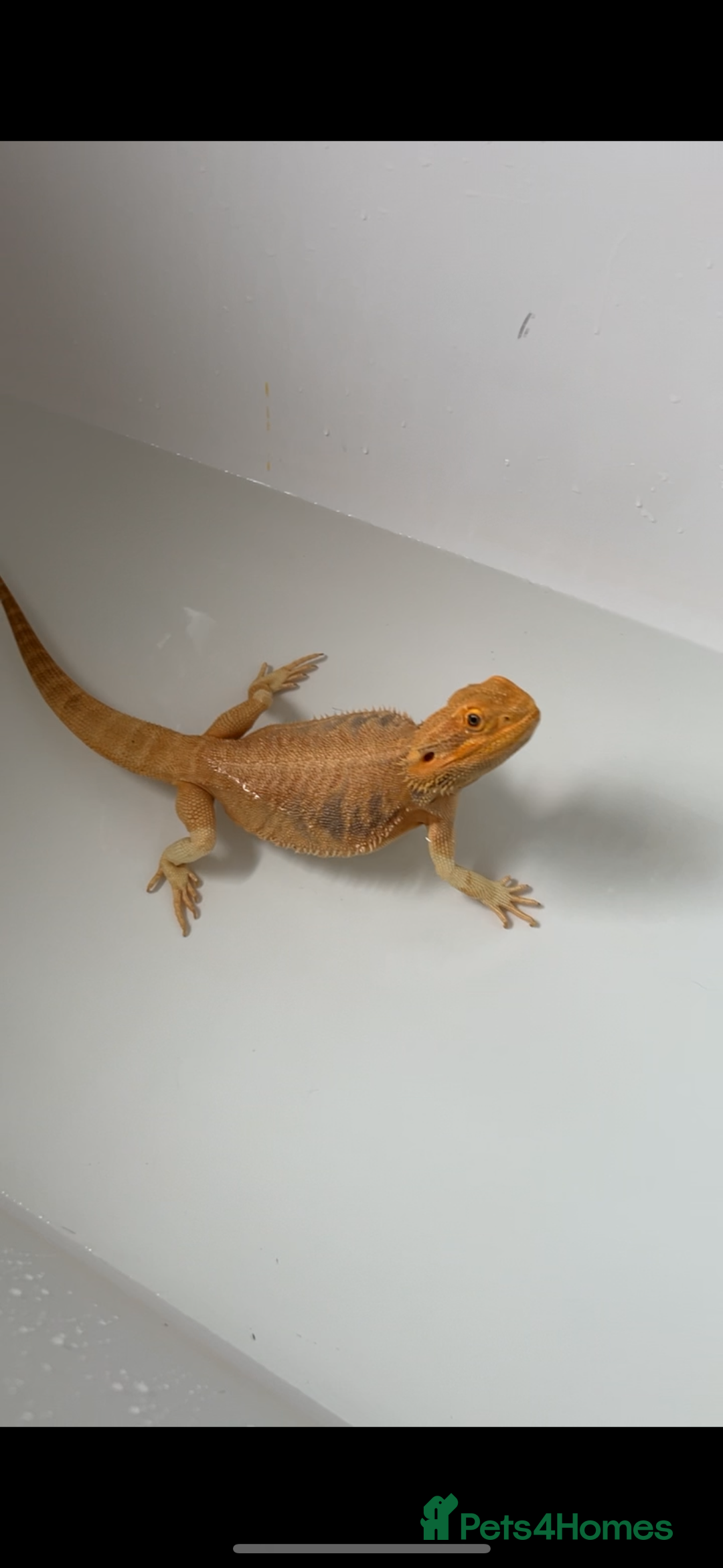 Bearded Dragon reptiles for sale: Hypo leatherback bearded dragon FREE! - Advert 1