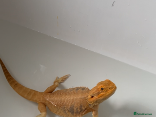 Bearded Dragon reptiles Hypo leatherback bearded dragon FREE! - Advert 1