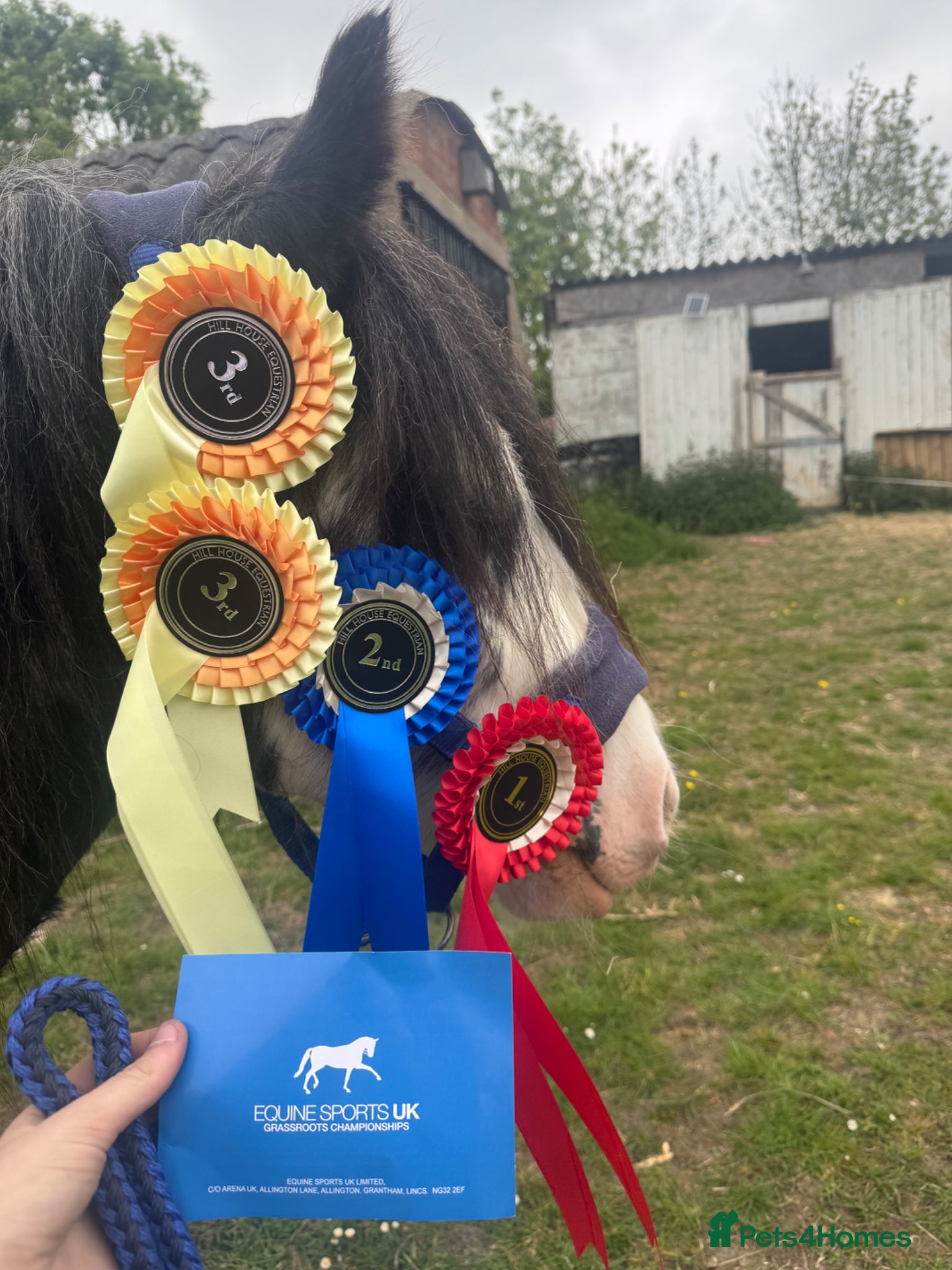 Irish Cob horses for sale: Norman  - Advert 13