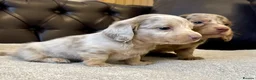 Miniature Dachshund dogs for sale: Dachshund miniature long hair  - Advert 16