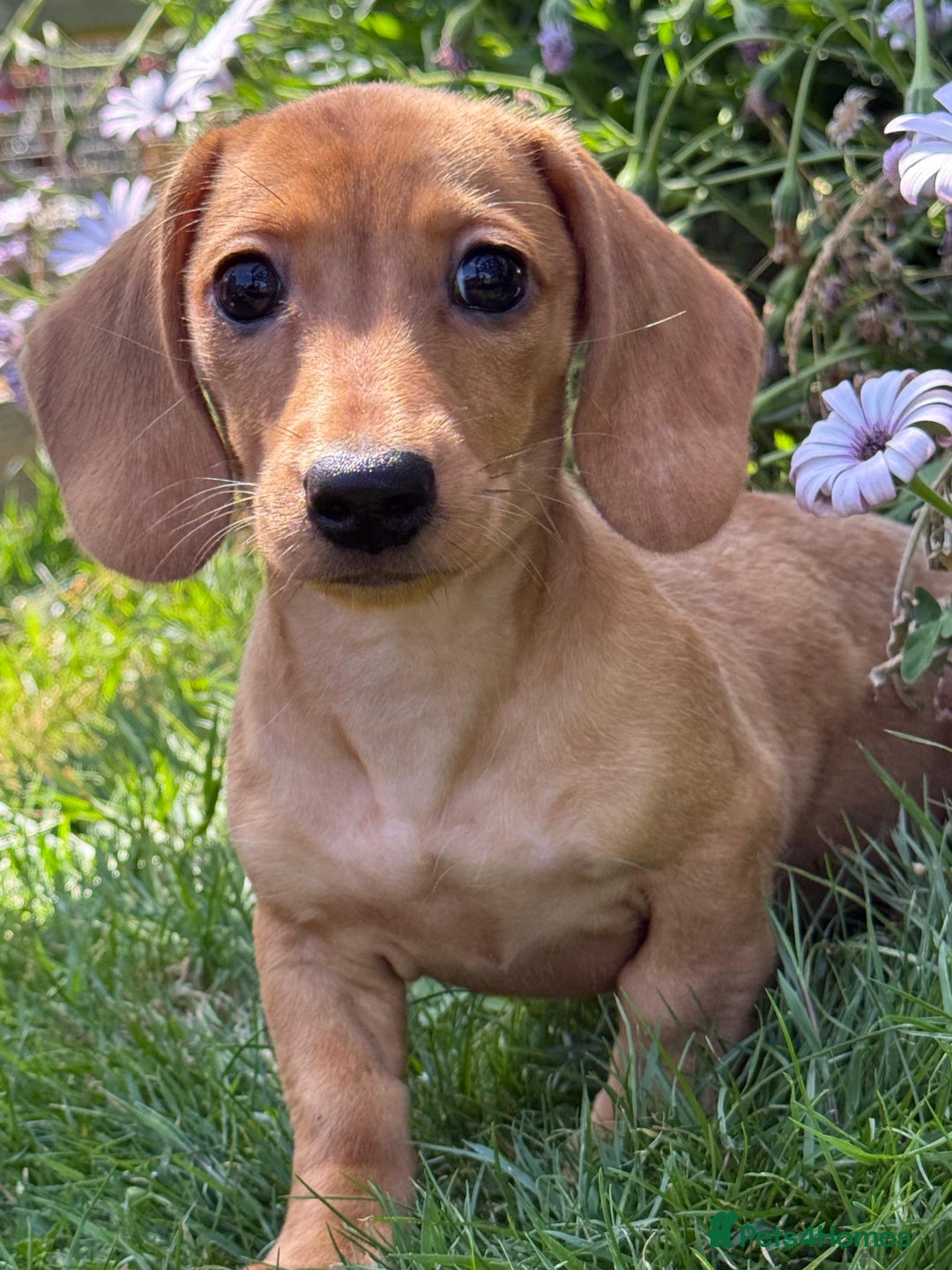 Miniature Dachshund dogs for sale: ** only 1 girl left ** Miniature dachshund  - Image 2