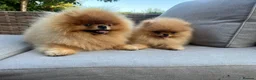 Pomeranian dogs for stud: Pomerian Stud dog Top Top Quality-teddy face boy in Deeside - Advert 3