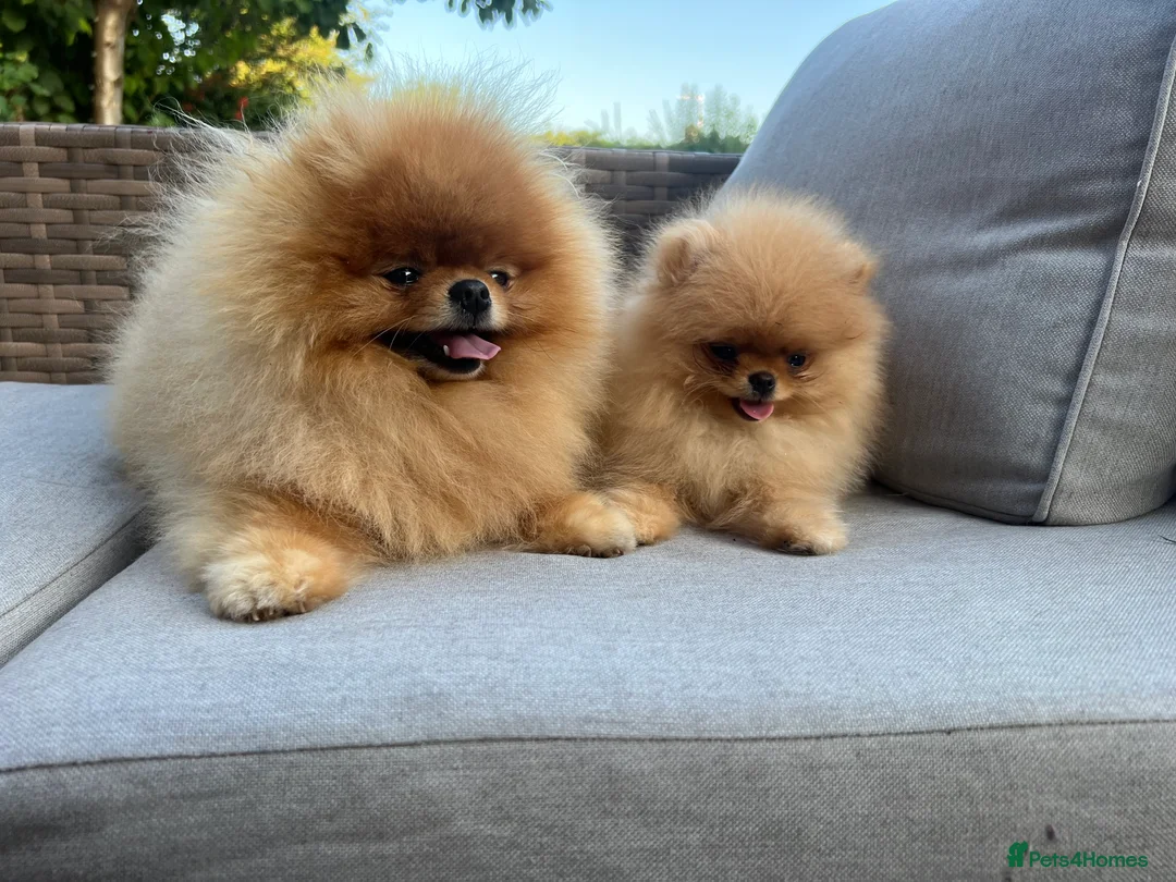 Pomeranian dogs for stud: Pomerian Stud dog Top Top Quality-teddy face boy in Deeside - Advert 3