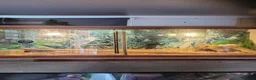 Boa Snake reptiles for sale: Juvenile (bci) boa - Advert 2