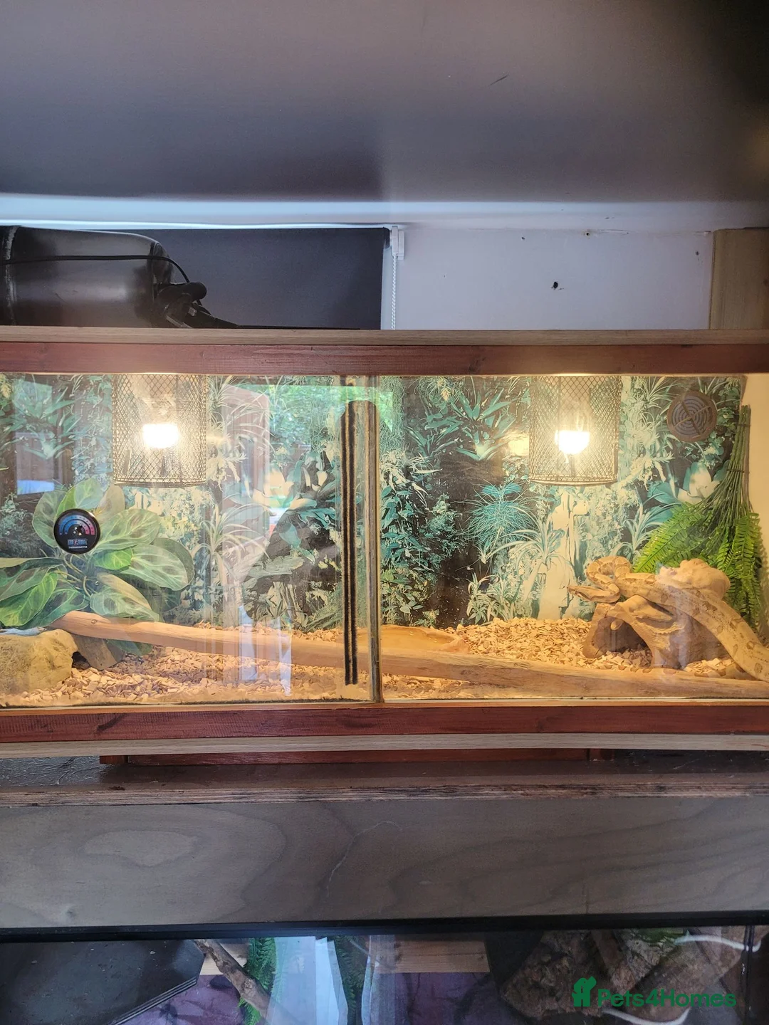 Boa Snake reptiles for sale: Juvenile (bci) boa - Advert 2