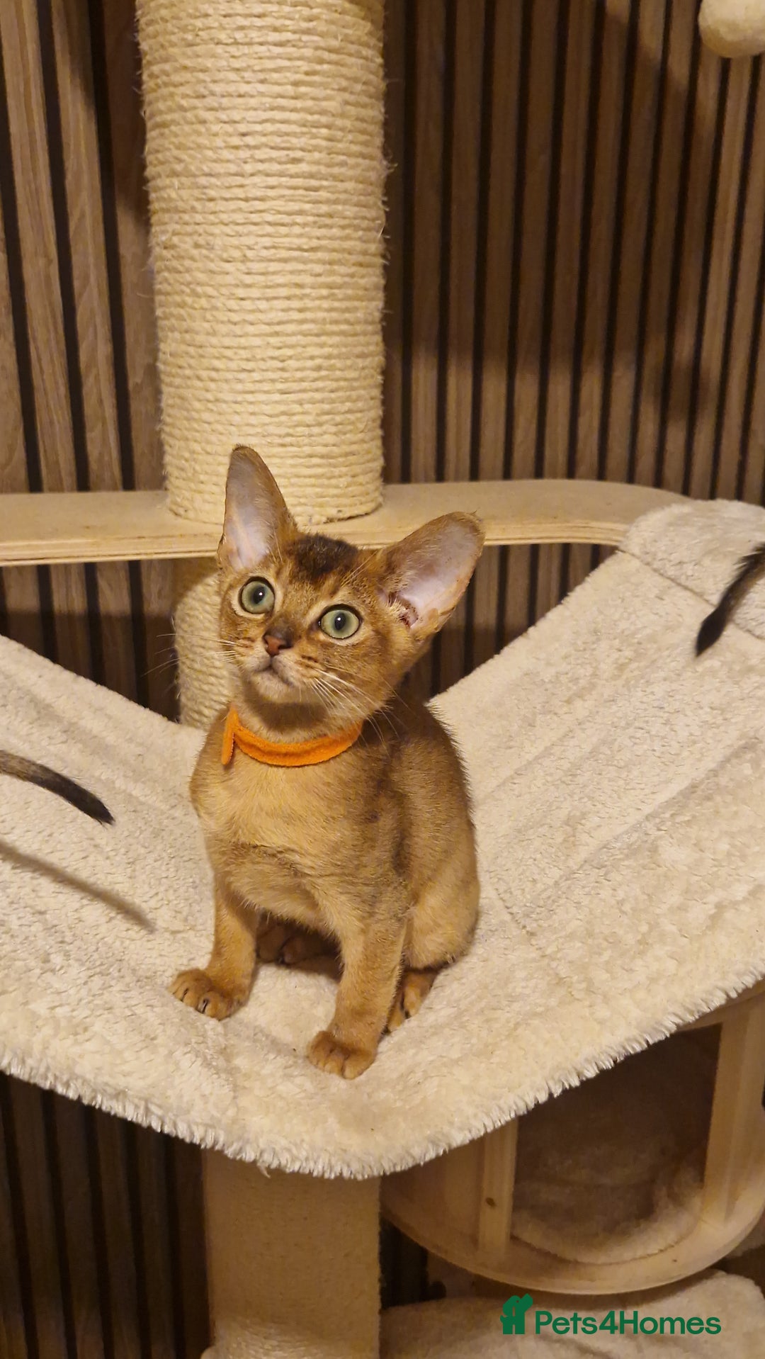 Abyssinian cats for sale: Pure Abyssian kittens ❤️ - Advert 12