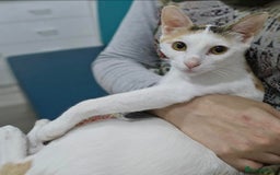 Mixed Breed cats for adoption: [Indoors only] Katzie - Cuddly and Playful girl! - Image 9