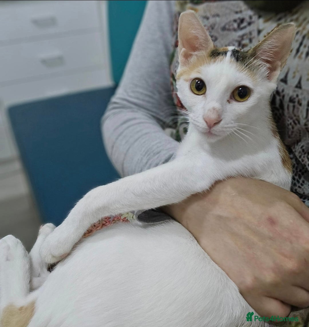 Mixed Breed cats for adoption: [Indoors only] Katzie - Cuddly and Playful girl! - Image 9