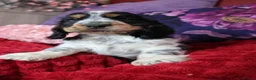 Cocker Spaniel dogs for sale: Extensively Health Tested, Top Quality pedigree  - Advert 17