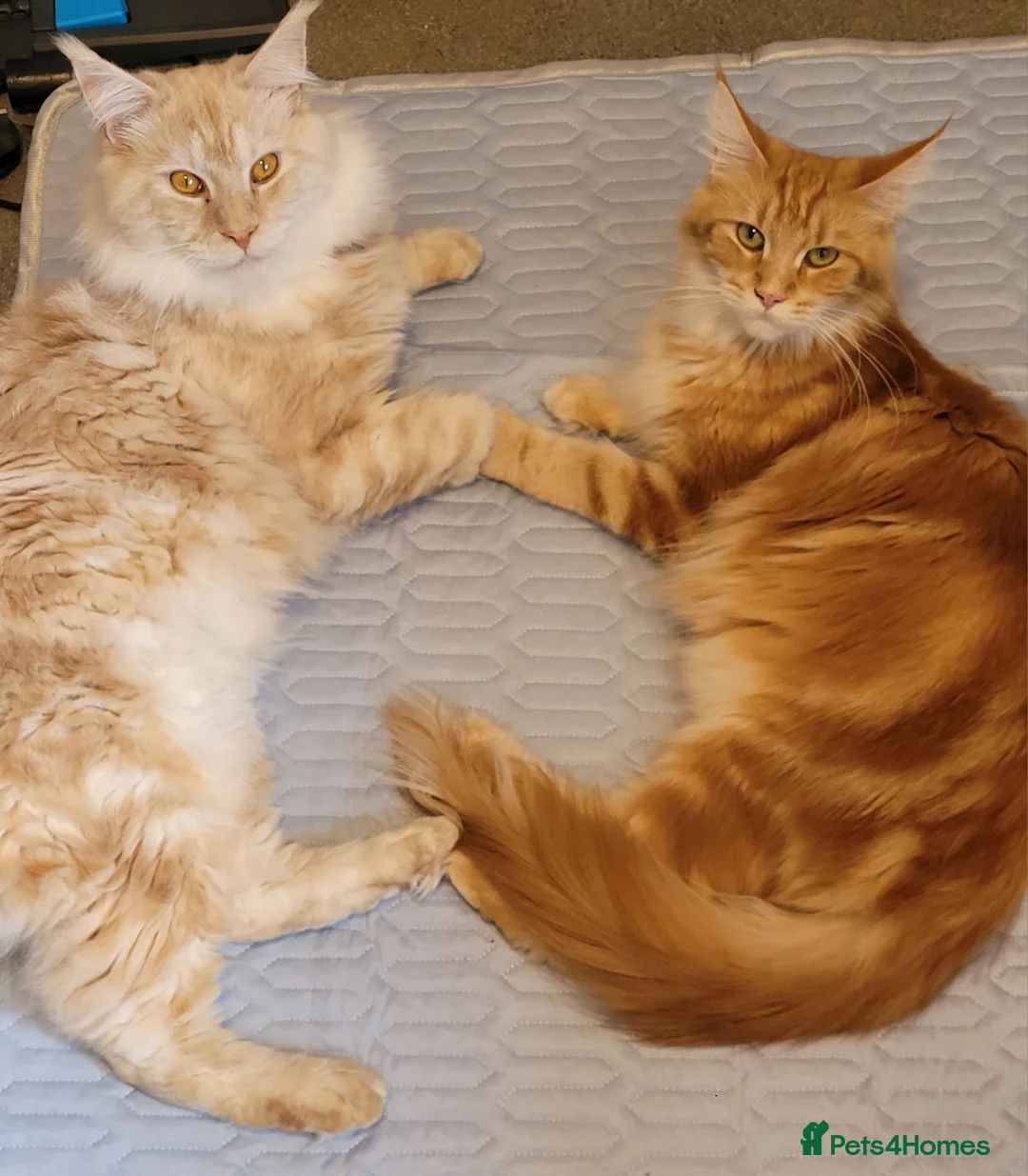 Maine Coon cats for sale: Ginger Maine Coon Kittens  - Advert 25