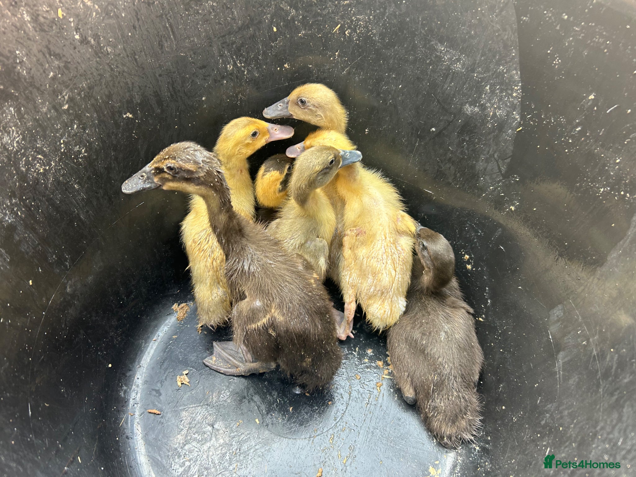 Ducks poultry Offheat female runner ducklings  - Advert 2