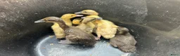 Ducks poultry for sale: Offheat female runner ducklings  - Advert 2
