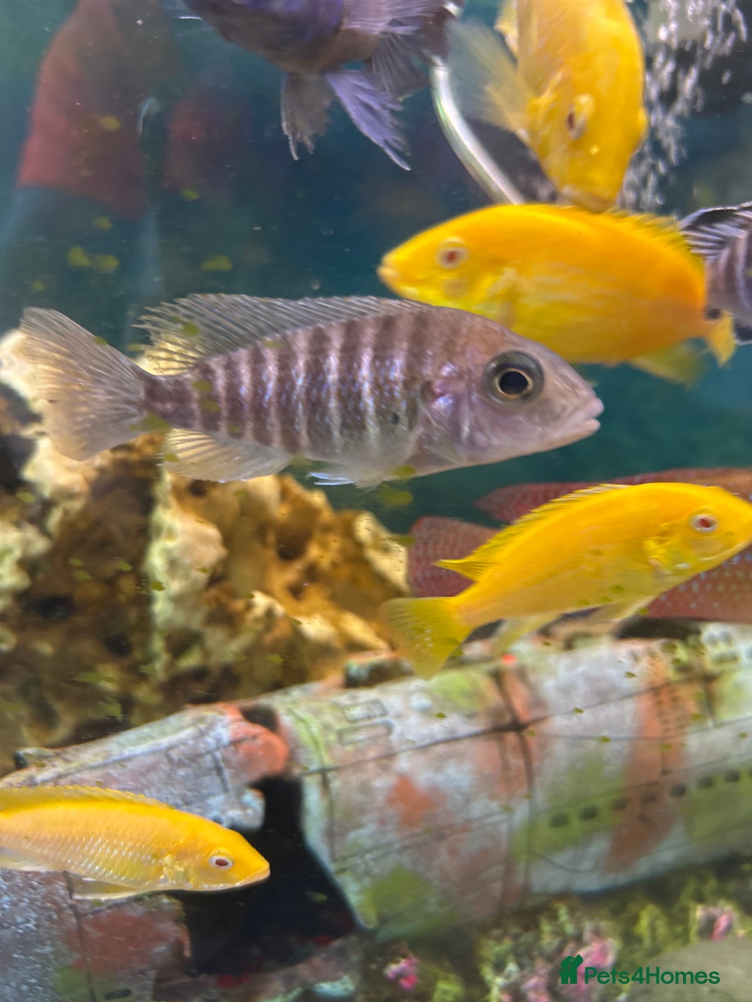 Cichlids fish for sale: Malawi cichlids - Image 3