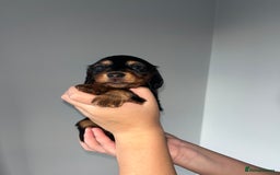 Miniature Dachshund dogs for sale: 🌟 KC registered longhair miniature dachshunds  - Image 10
