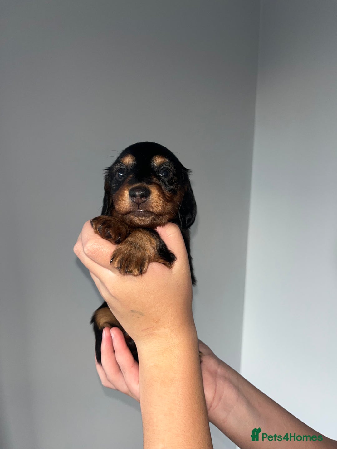 Miniature Dachshund dogs for sale: 🌟 KC registered longhair miniature dachshunds  - Image 10