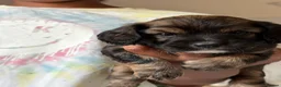 Mixed Breed dogs for sale: Cocker x puppies  - Advert 6