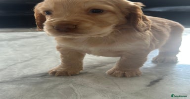 Cocker Spaniel dogs - Advert 6