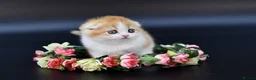 Scottish Fold cats for sale: LICENSED CATTERY PURE BREED TOP QUALITY KITTENS - Advert 8