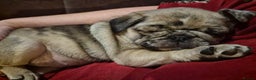 Pug dogs for sale: PUG PUPPIES! READY NOW - Advert 3